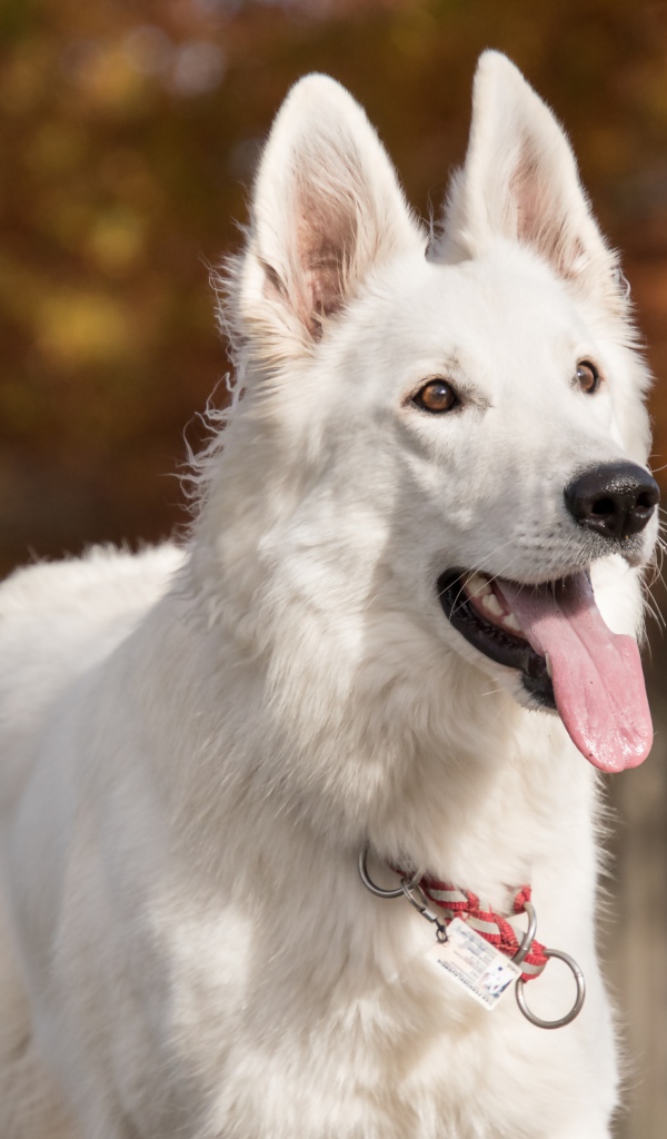 Белая овчарка с высунутым языком 