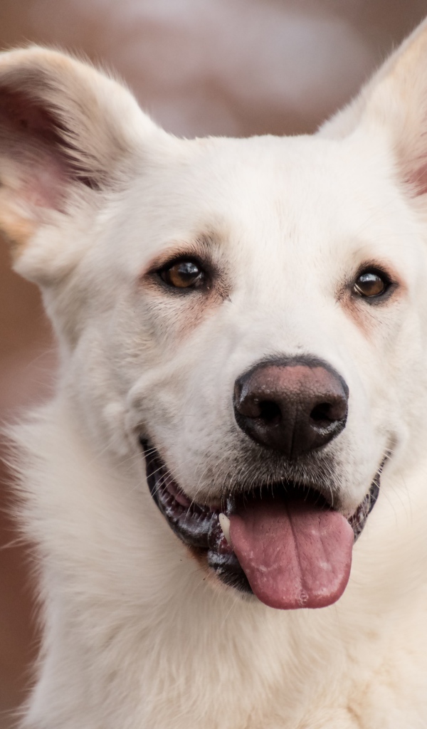 Белая овчарка с высунутым языком крупным планом