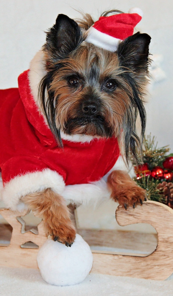 Йоркширский терьер  с подарками в новогоднем костюме 
