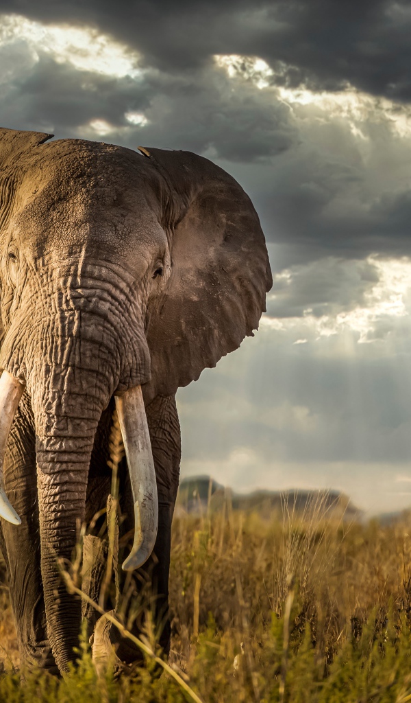 Large gray elephant against a stormy sky