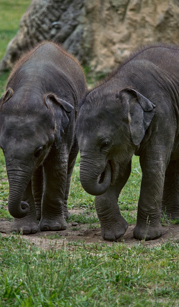 Два маленьких слоненка на зеленой траве 