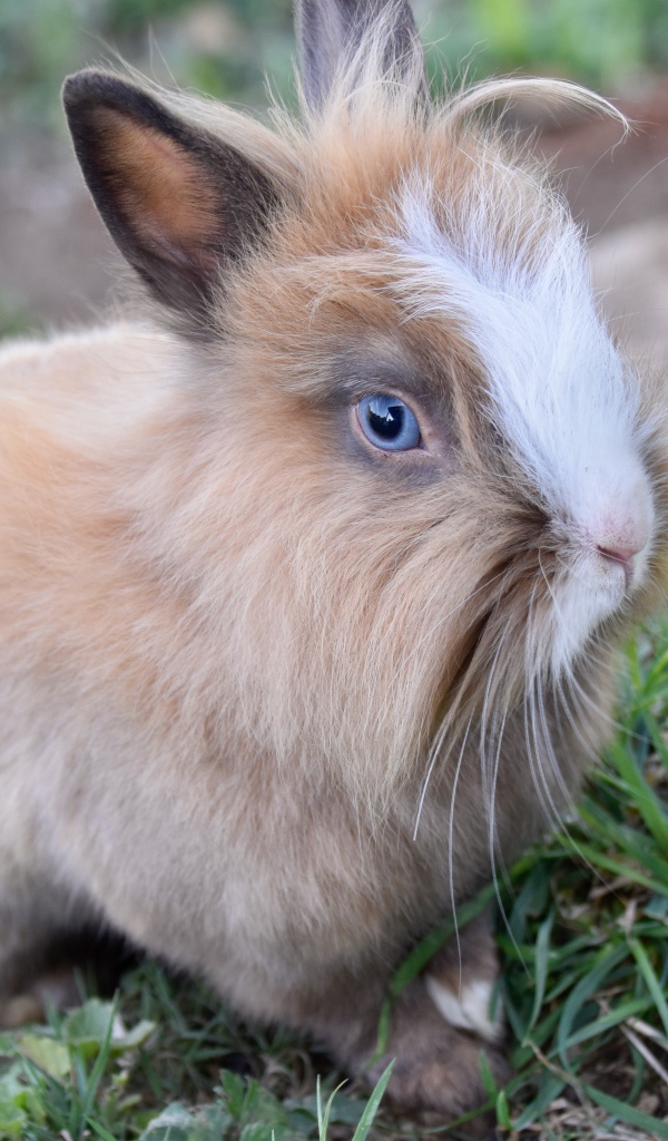 Голубоглазый кролик в зеленой траве