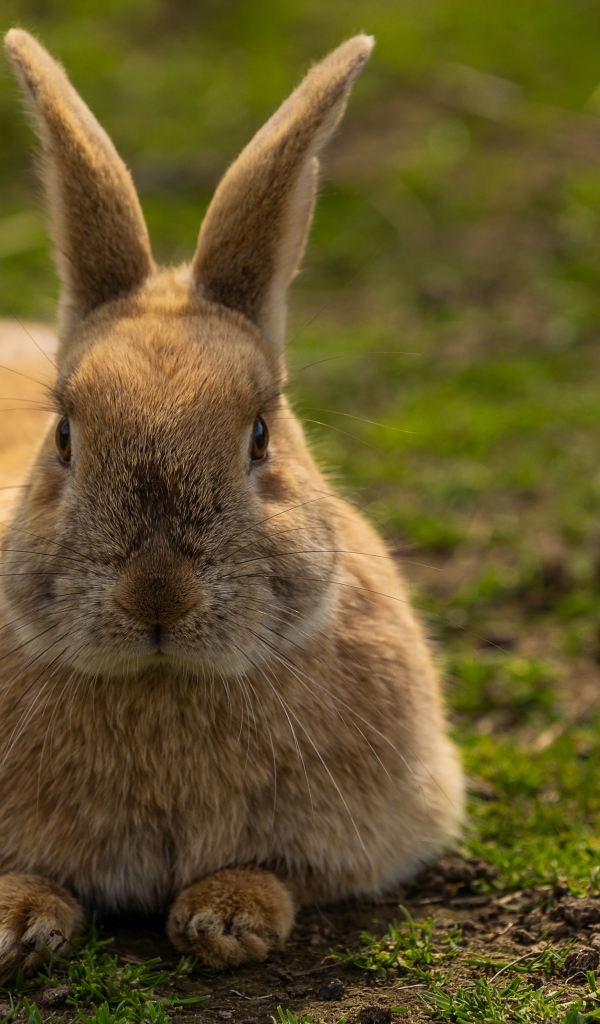 Коричневый кролик лежит на зеленой траве