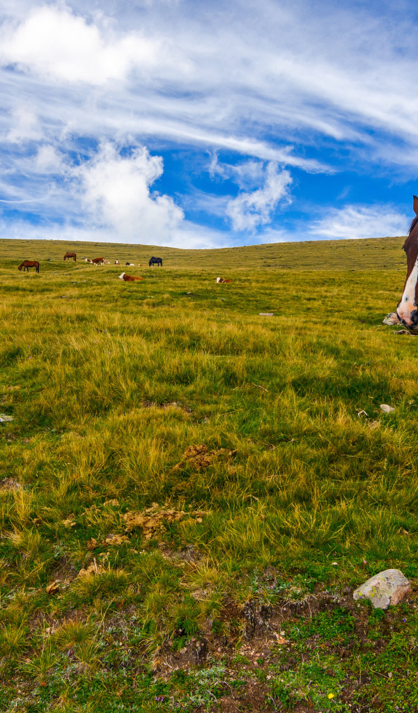 Лошадь пасется на поле под красивым небом