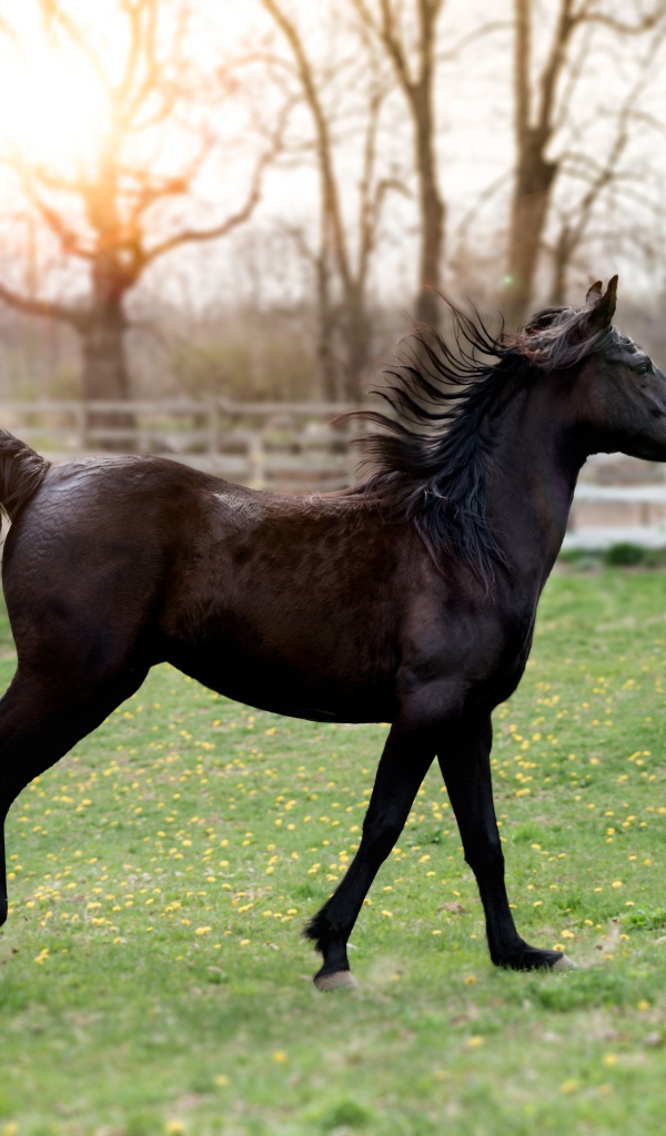 Красивый черный конь на зеленой траве 