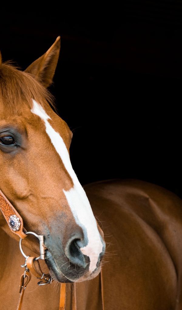Красивый коричневый конь с уздечкой на черном фоне