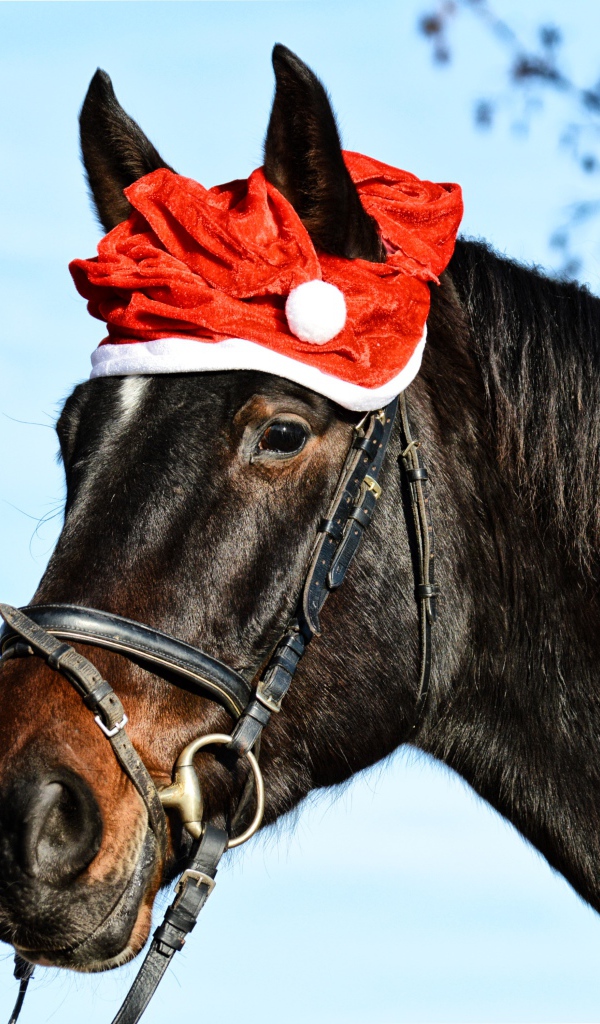 Большой черный конь с новогодней шапкой на голове 