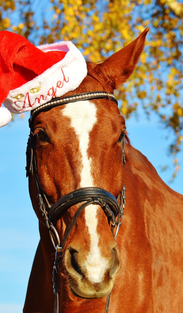 Большой коричневый конь в красной шапке 