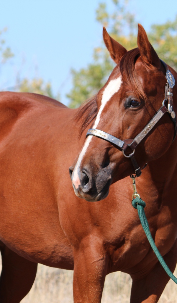 Большой коричневый конь на привязи