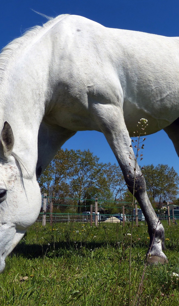 Большой белый конь пасется на зеленом лугу 
