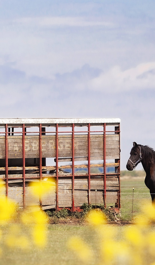 Черные кони у фургона на ферме 