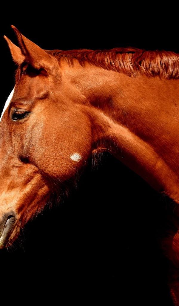 Коричневый конь крупным планом на черном фоне