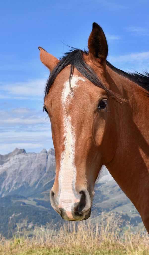 Коричневая лошадь на фоне голубого неба