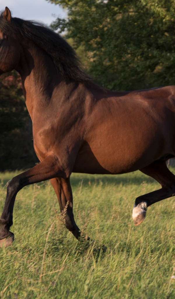 Грациозная коричневая лошадь скачет по траве