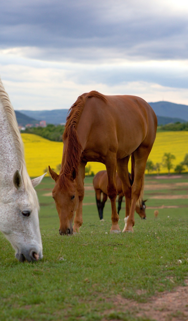 Стадо лошадей пасется на поле 