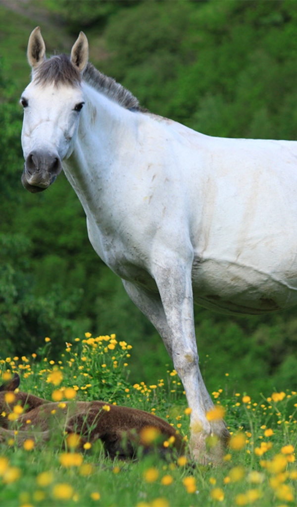 Большая белая лошадь с жеребенком на поляне