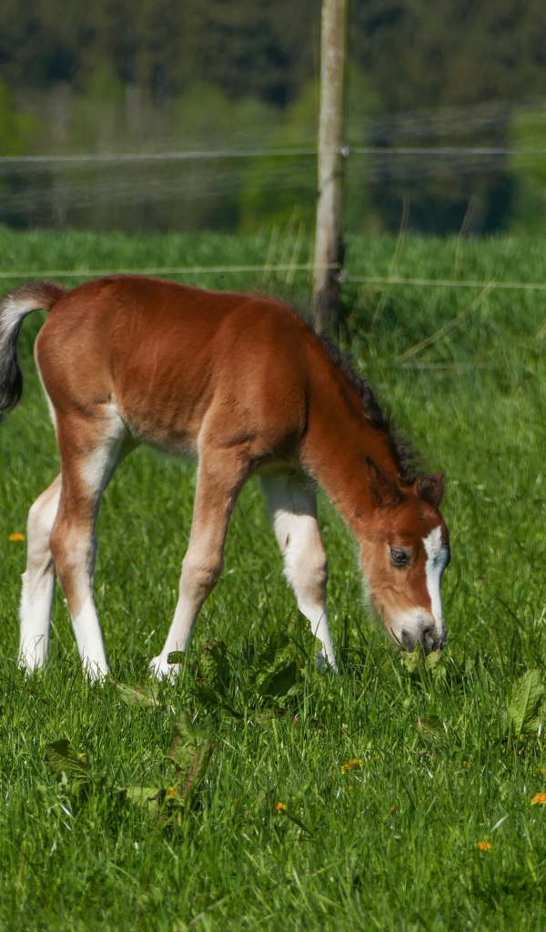 Маленький жеребенок пасется на зеленой траве 
