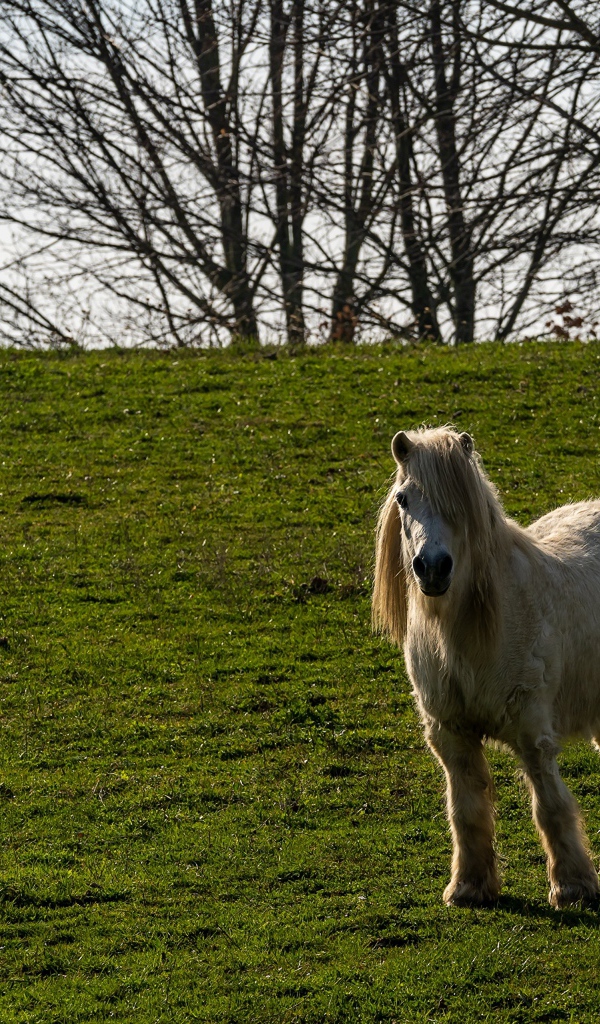 Пони стоит на зеленой траве