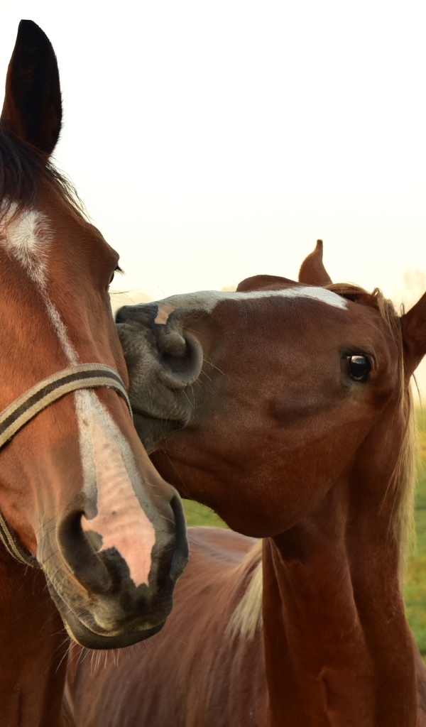Две красивых коричневых лошади на зеленой поляне