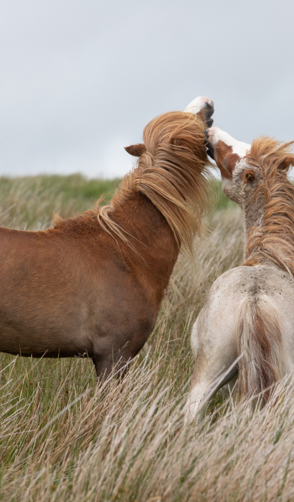 Две лошади пасутся на траве