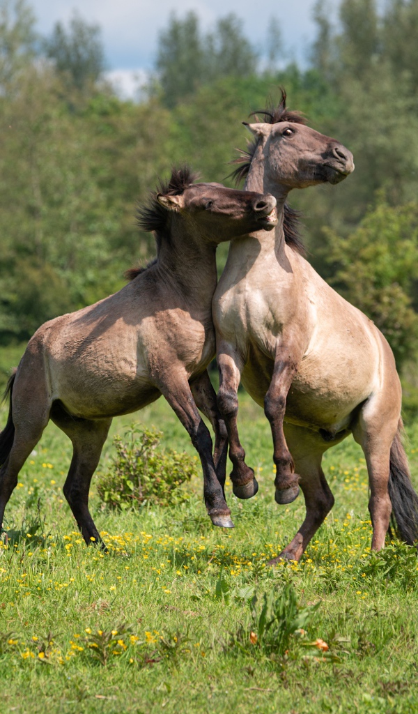 Две лошади играют на зеленой траве