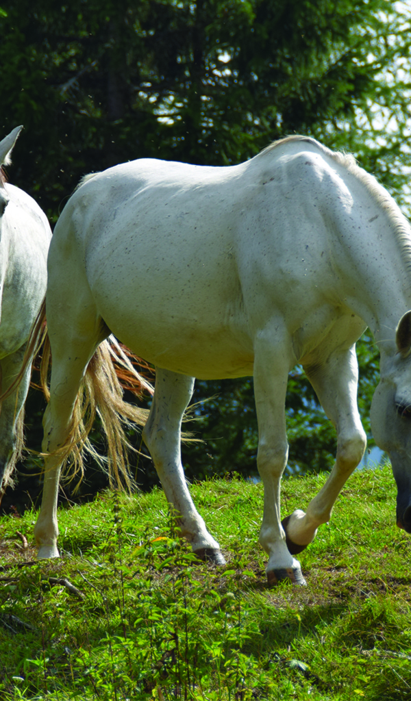 Две белые лошади на зеленой траве