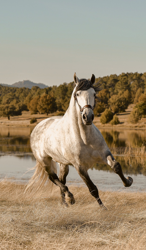 Белый конь скачет по траве у реки