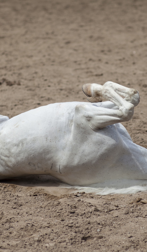 Белый конь лежит песке 