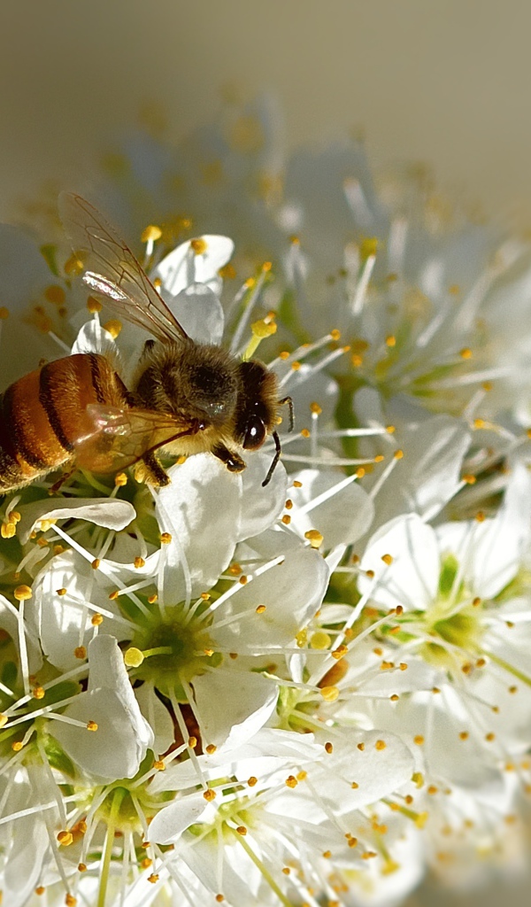 Пчела сидит на цветущей ветке вишни весной