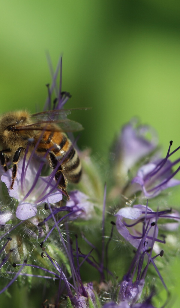 Пчела сидит на фиолетовом цветке на зеленом фоне