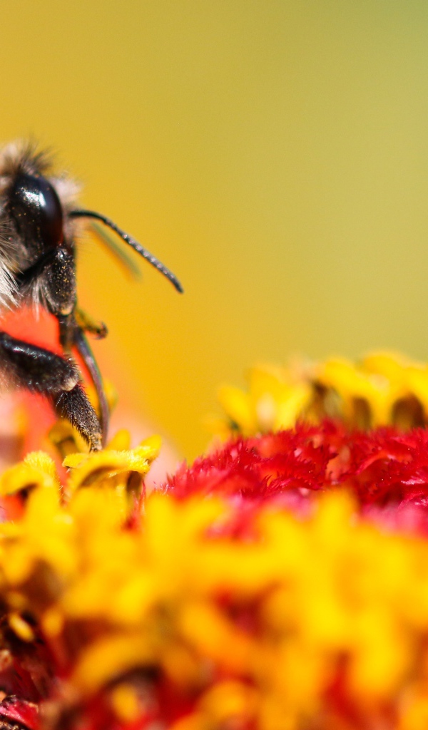 Пчела сидит на цветке циннии 