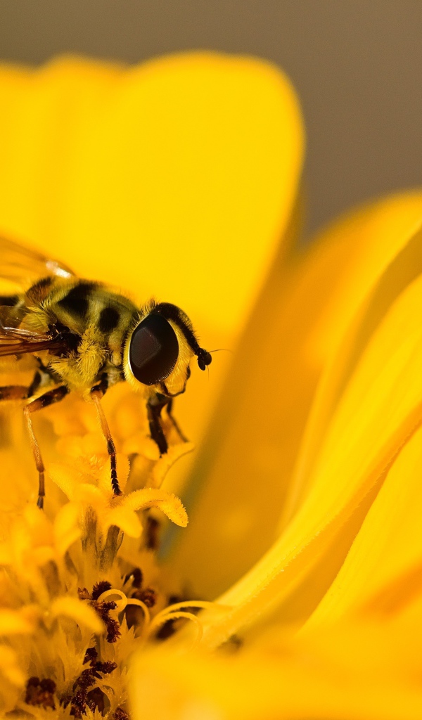 Муха жужжалка сидит на желтом цветке 