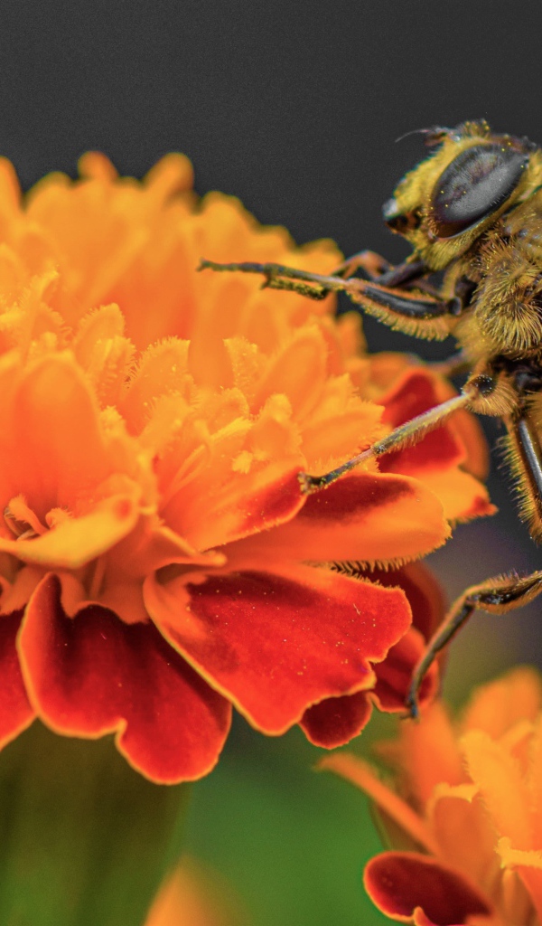 Большая пчела сидит на цветке бархатца 