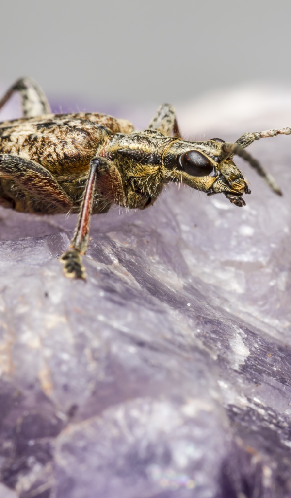 Большой черный-пятнистый усач сидит на кристалле 