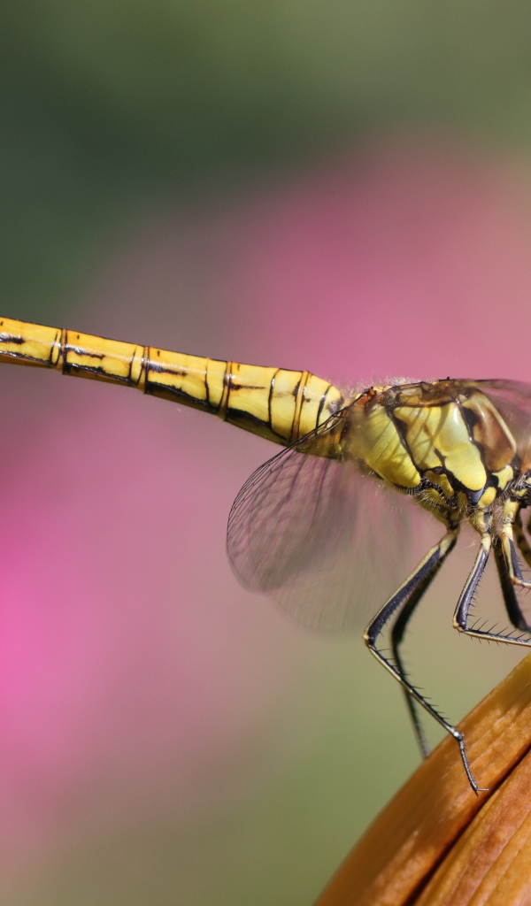 Большая стрекоза сидит на цветке лилии