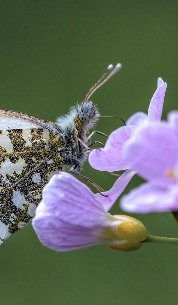 Красивая голубая бабочка сидит на сиреневом цветке 