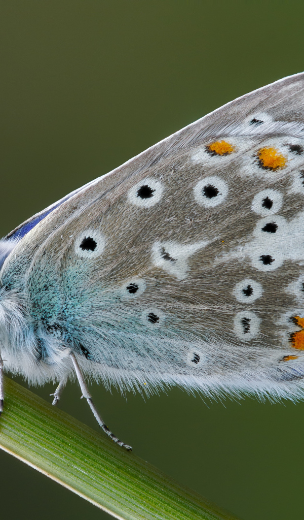 Красивая голубая бабочка сидит на зеленой траве