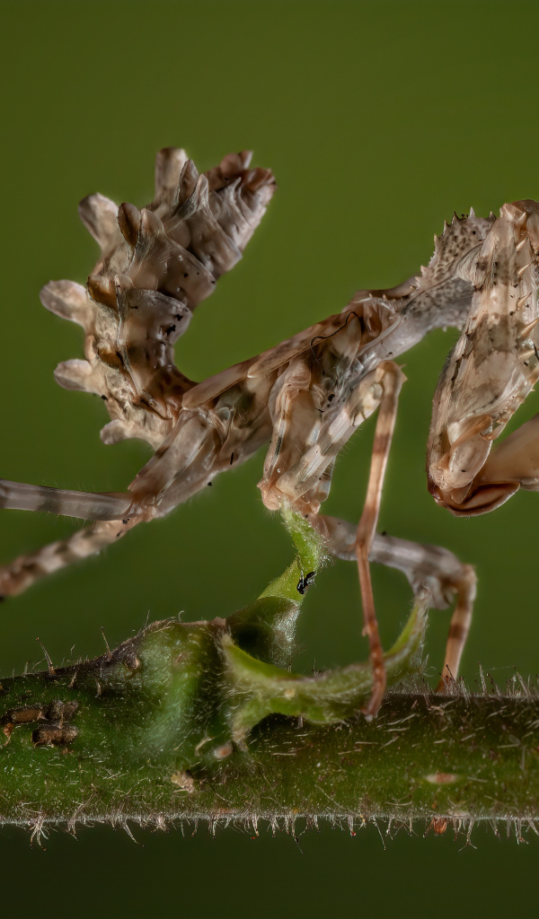 Красивый коричневый богомол на зеленом фоне