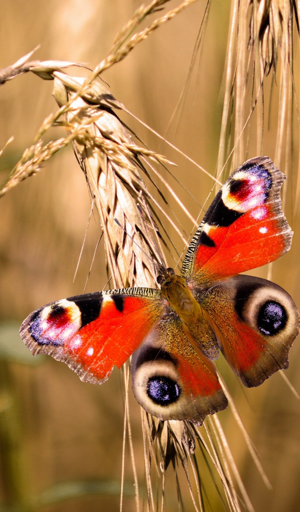 Красивая бабочка сидит на колоске пшеницы