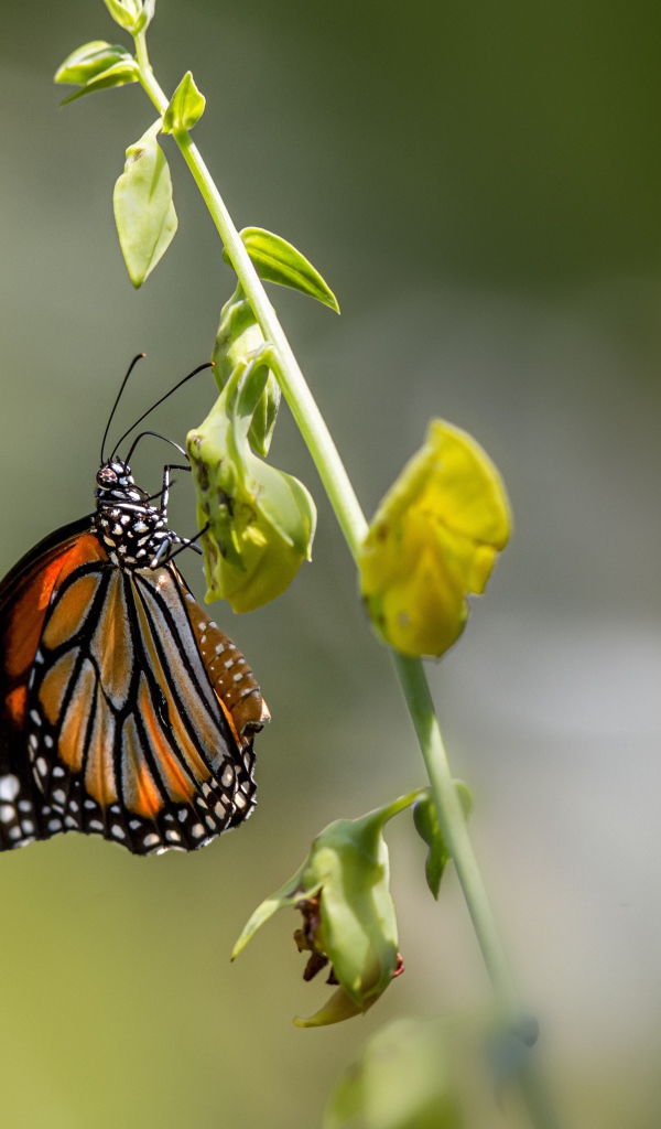 Красивая бабочка сидит на зеленой траве 