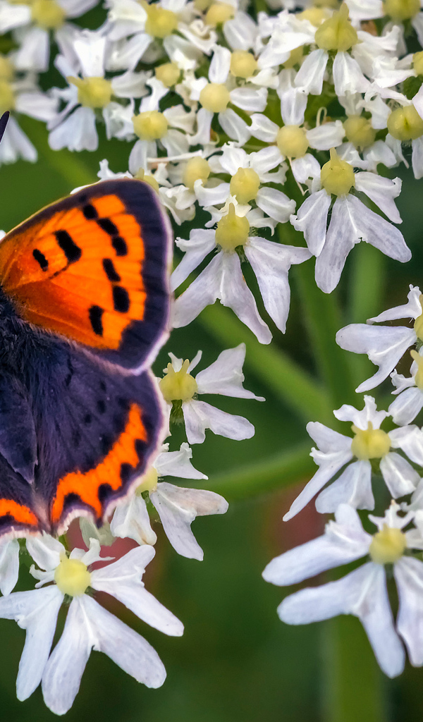 Красивая бабочка с коричневыми крыльями на белом цветке