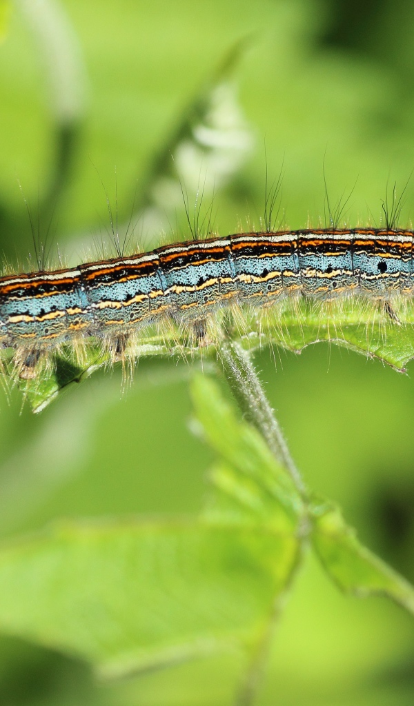 Красивая гусеница на зеленой ветке