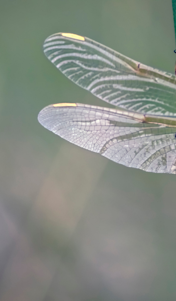 Красивая стрекоза сидит на зеленой траве 