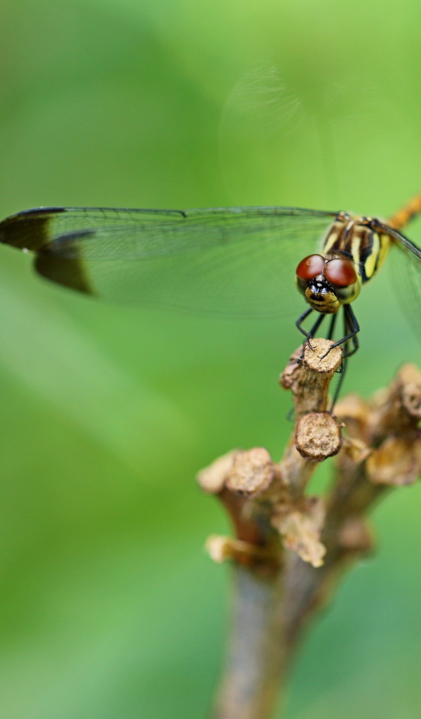 Красивая стрекоза с черными прозрачными крыльями 