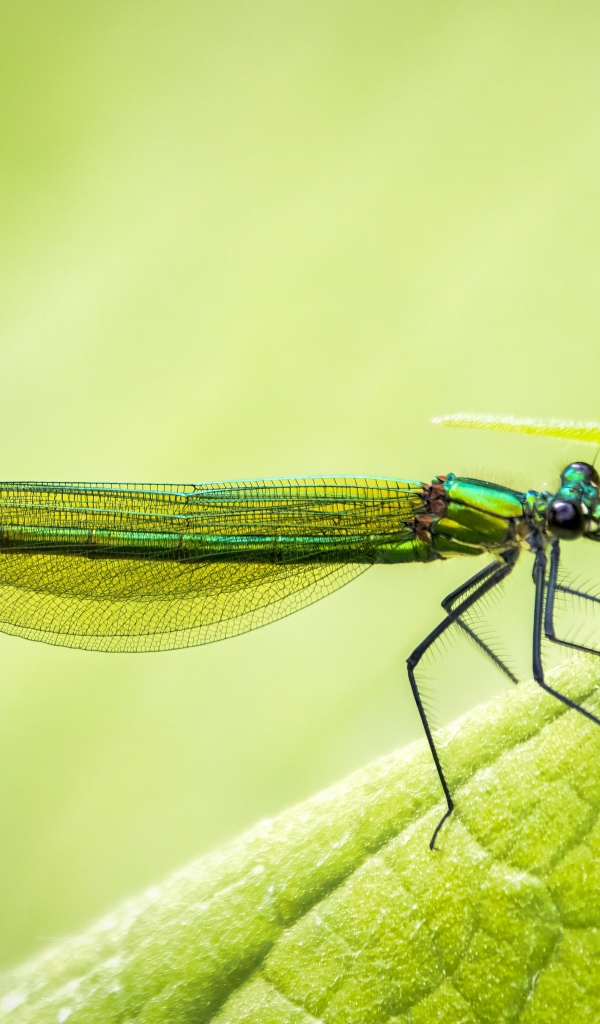 Красивая зеленая стрекоза на зеленом листе 