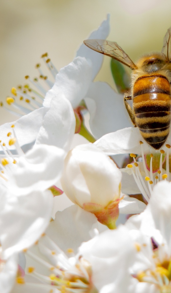 Пчела собирает нектар на цветах вишни 