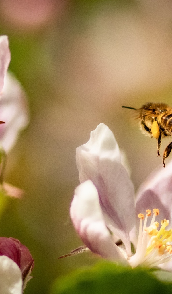Пчела летает над розовыми цветами яблони 