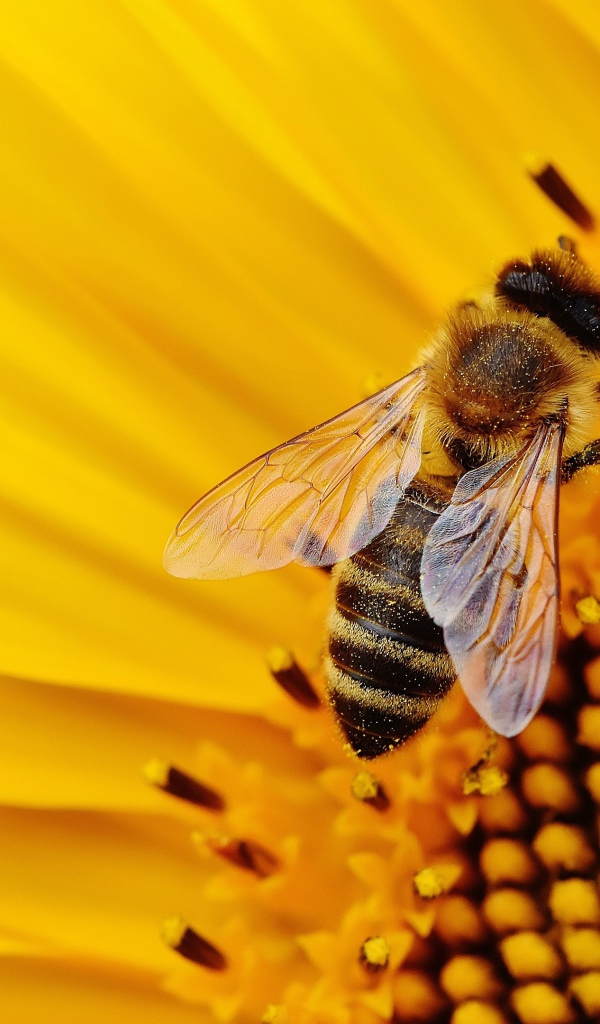 Пчела медонос сидит на цветке подсолнуха 