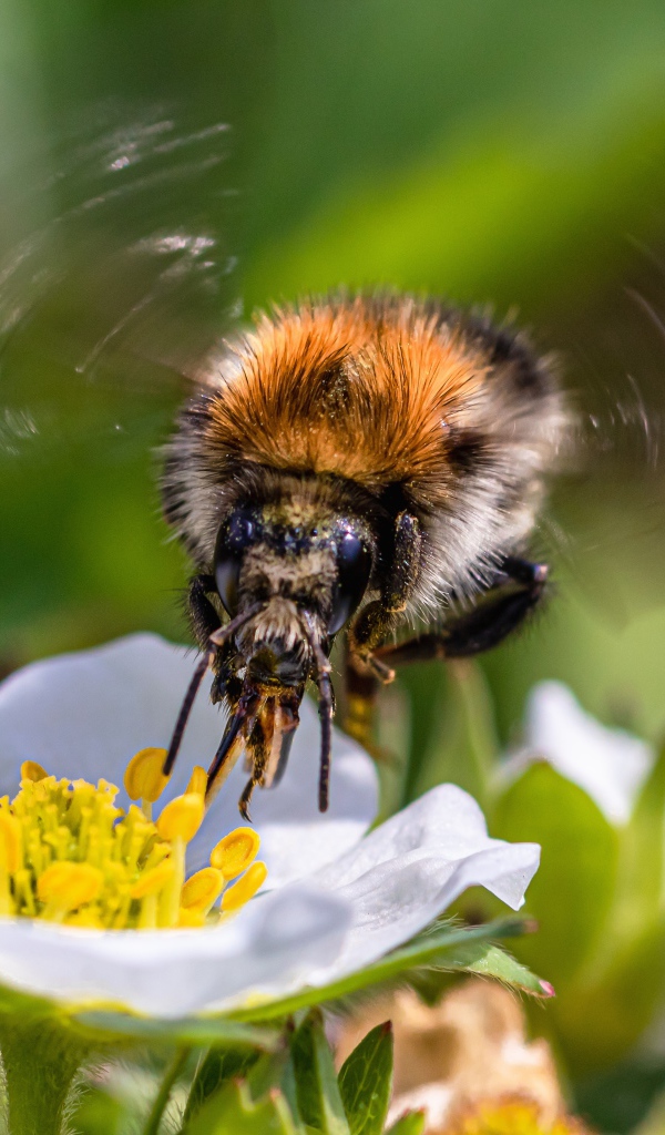 Пчела опыляет цветок клубники весной
