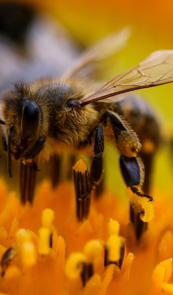 Большая пчела на цветке подсолнуха крупным планом 